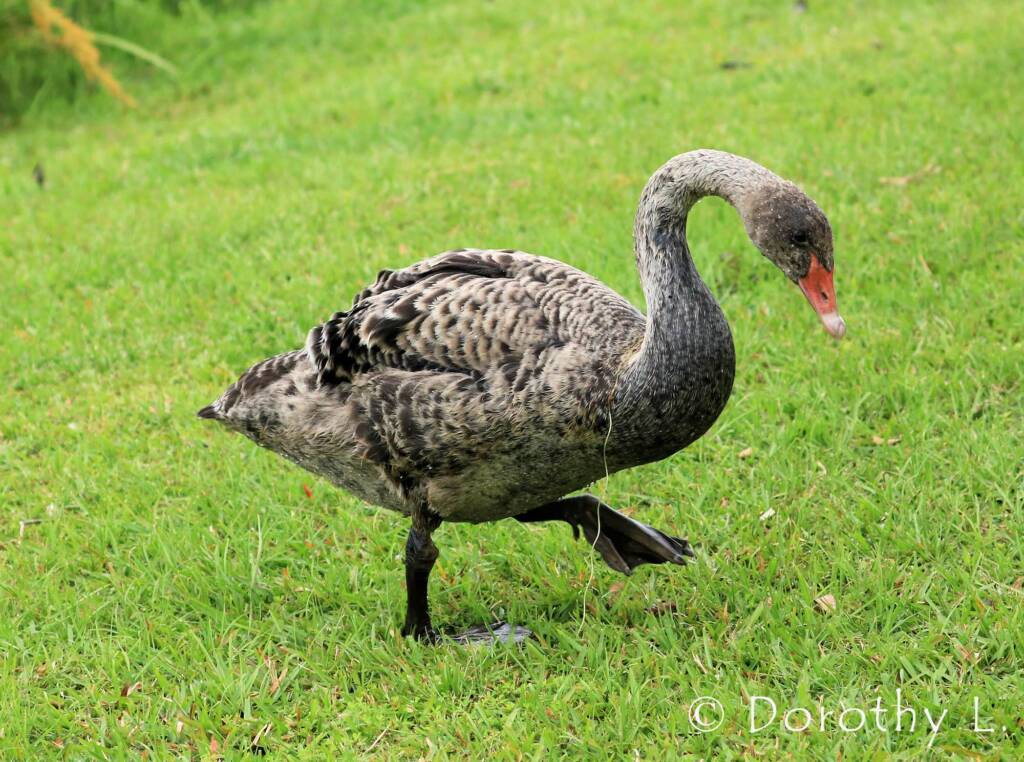 Immature Black Swan (Cygnus atratus)