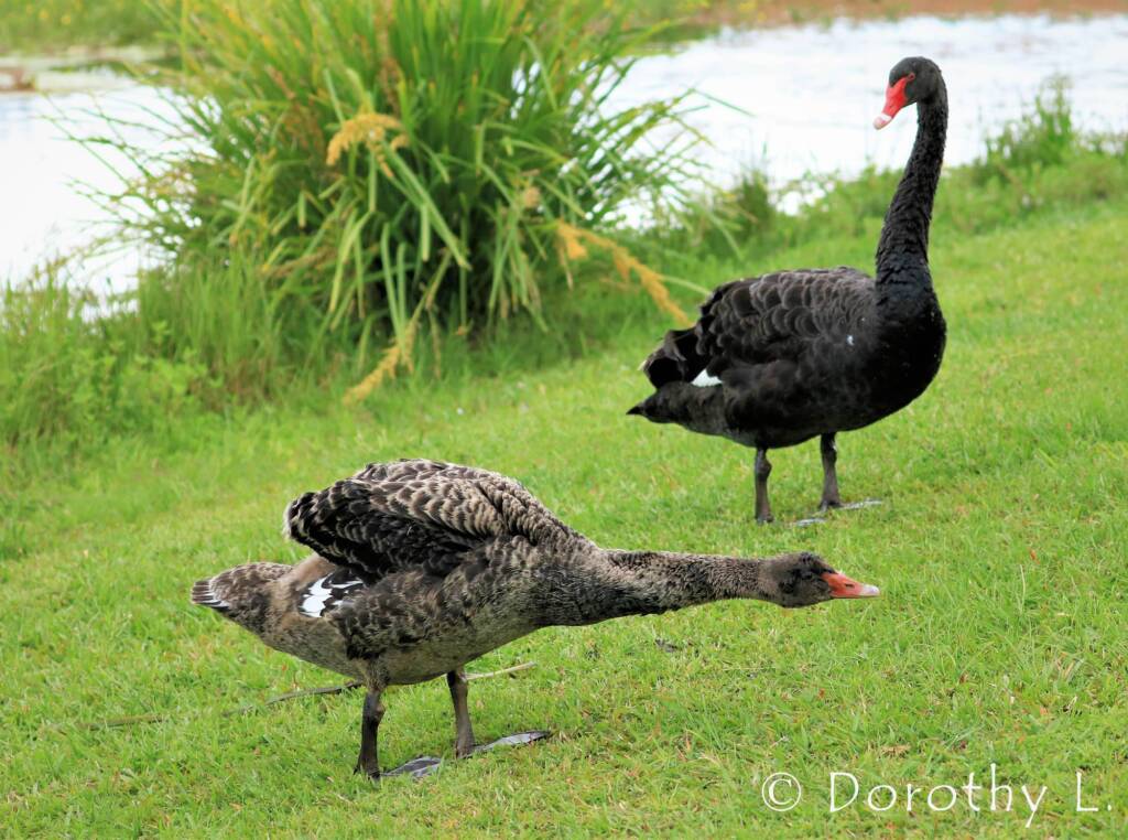 Black Swan (Cygnus atratus) and juvenile