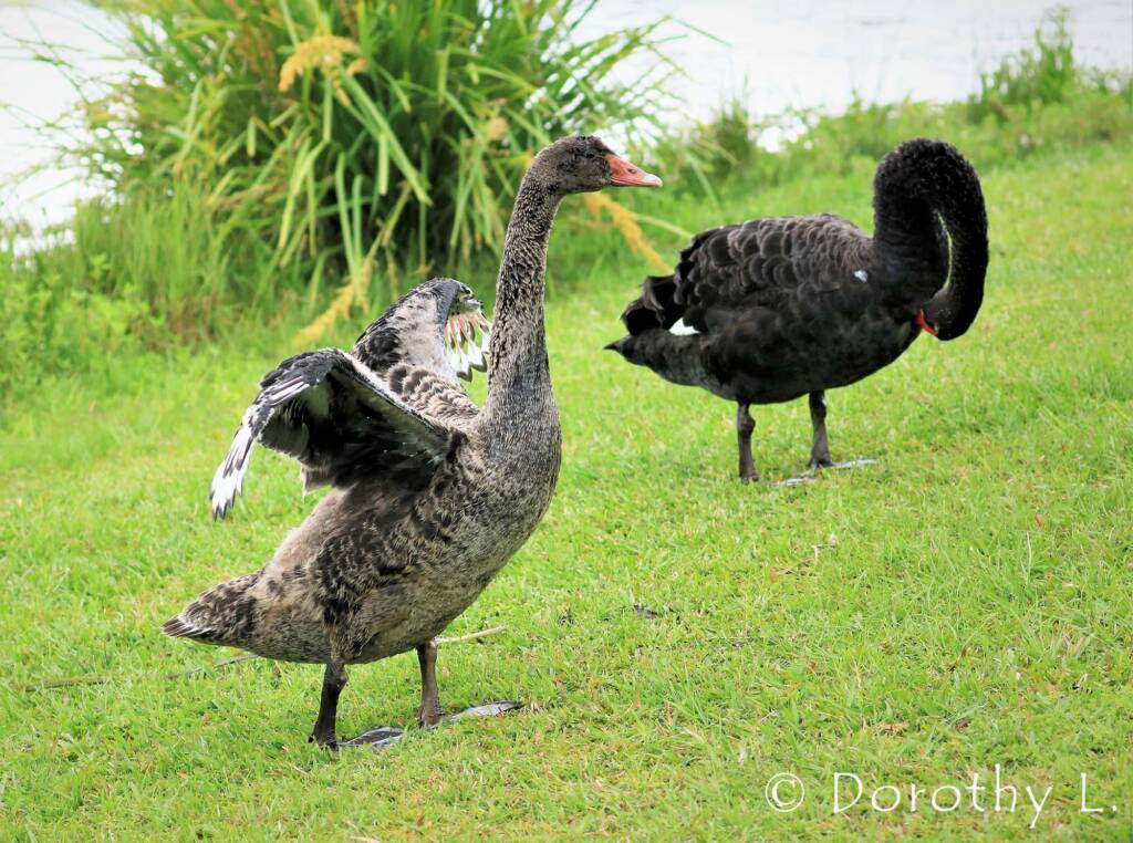 Black Swan (Cygnus atratus) and juvenile