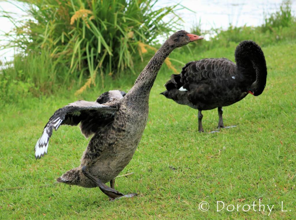 Black Swan (Cygnus atratus) and juvenile
