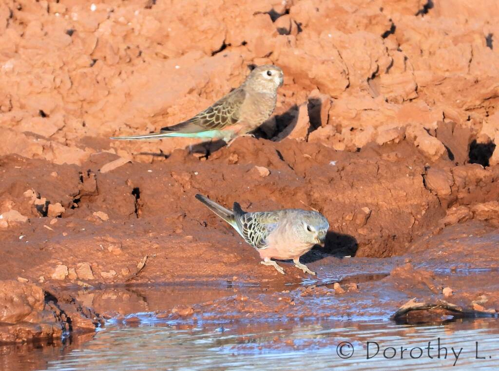 Bourke's Parrot (Neopsephotus bourkii)