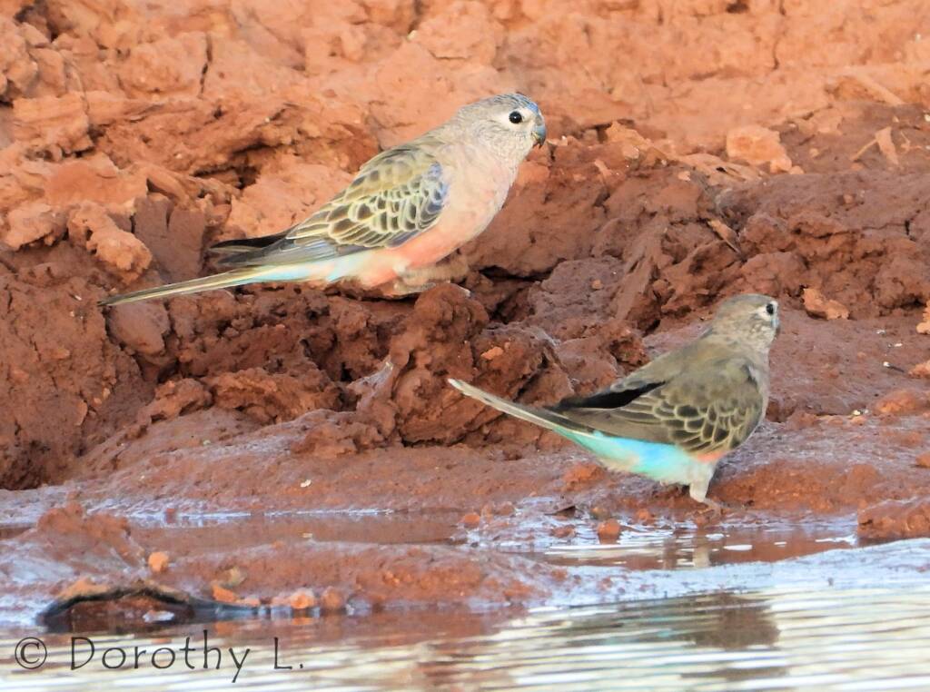 Bourke's Parrot (Neopsephotus bourkii)