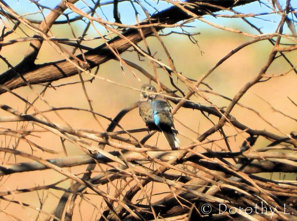 Bourke's Parrot (Neopsephotus bourkii)