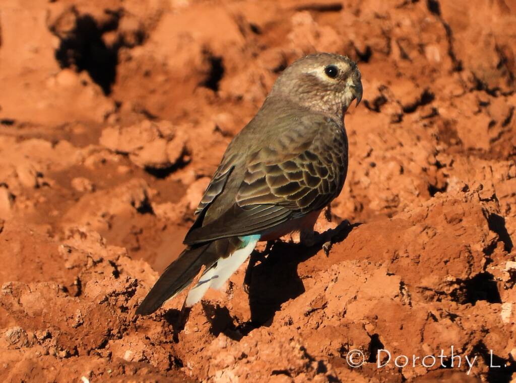 Bourke's Parrot (Neopsephotus bourkii)