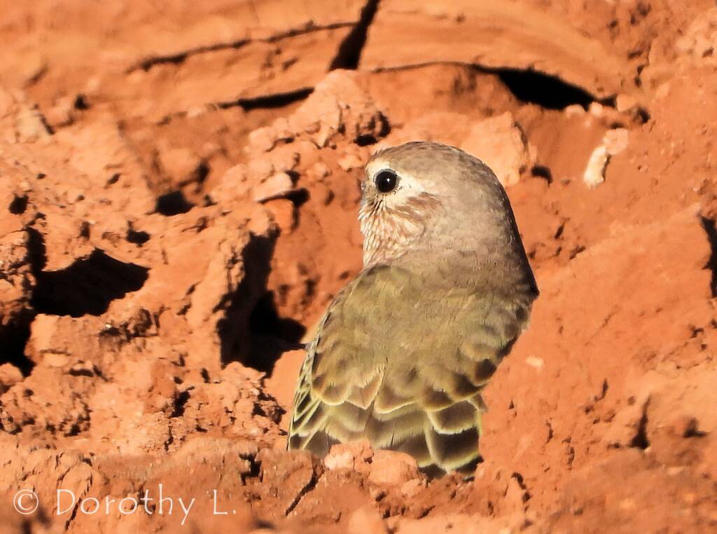 Bourke's Parrot (Neopsephotus bourkii)