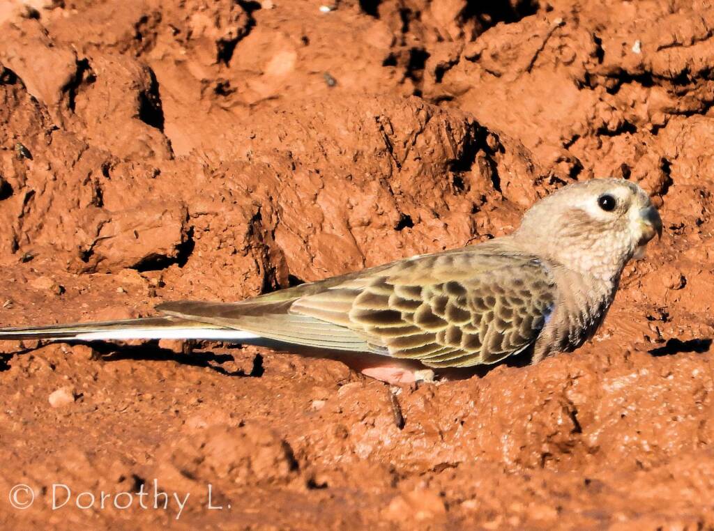 Bourke's Parrot (Neopsephotus bourkii)
