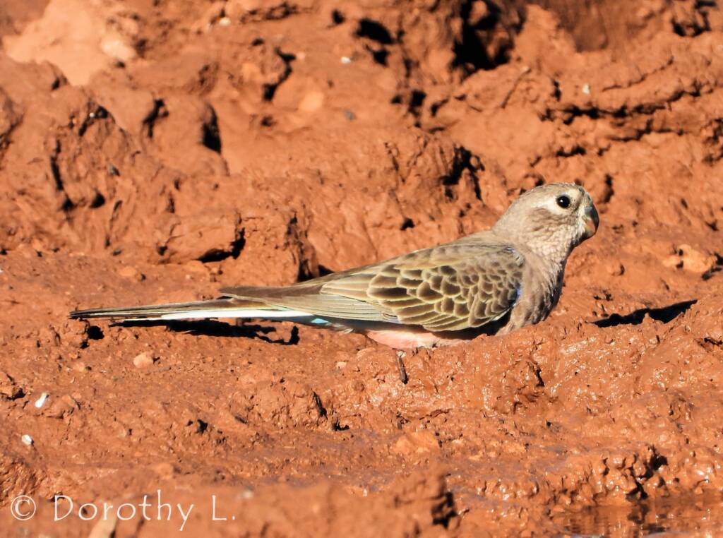 Bourke's Parrot (Neopsephotus bourkii)