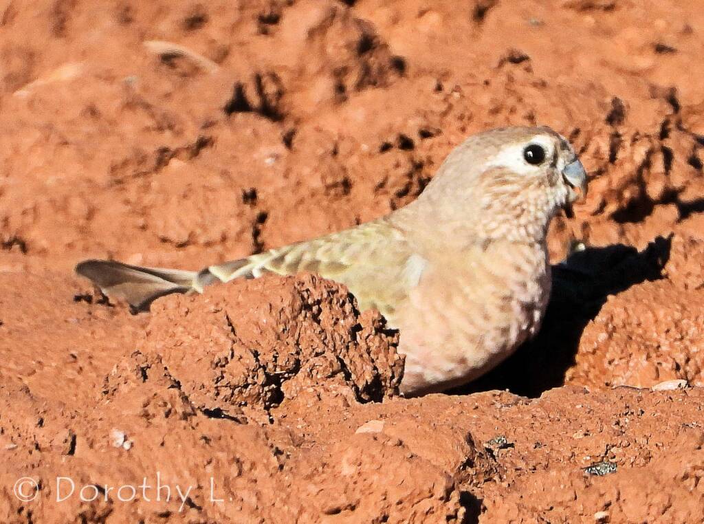 Bourke's Parrot (Neopsephotus bourkii)