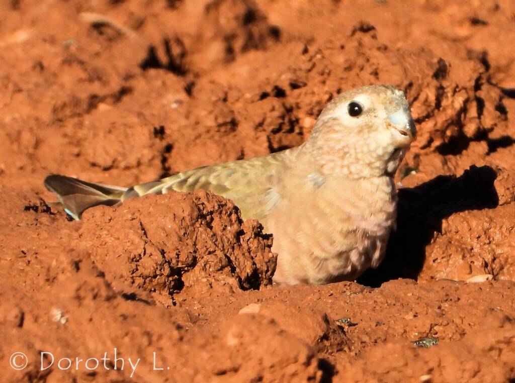 Bourke's Parrot (Neopsephotus bourkii)