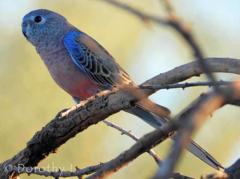 Bourke's Parrot (Neopsephotus bourkii)