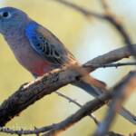 Bourke's Parrot (Neopsephotus bourkii)