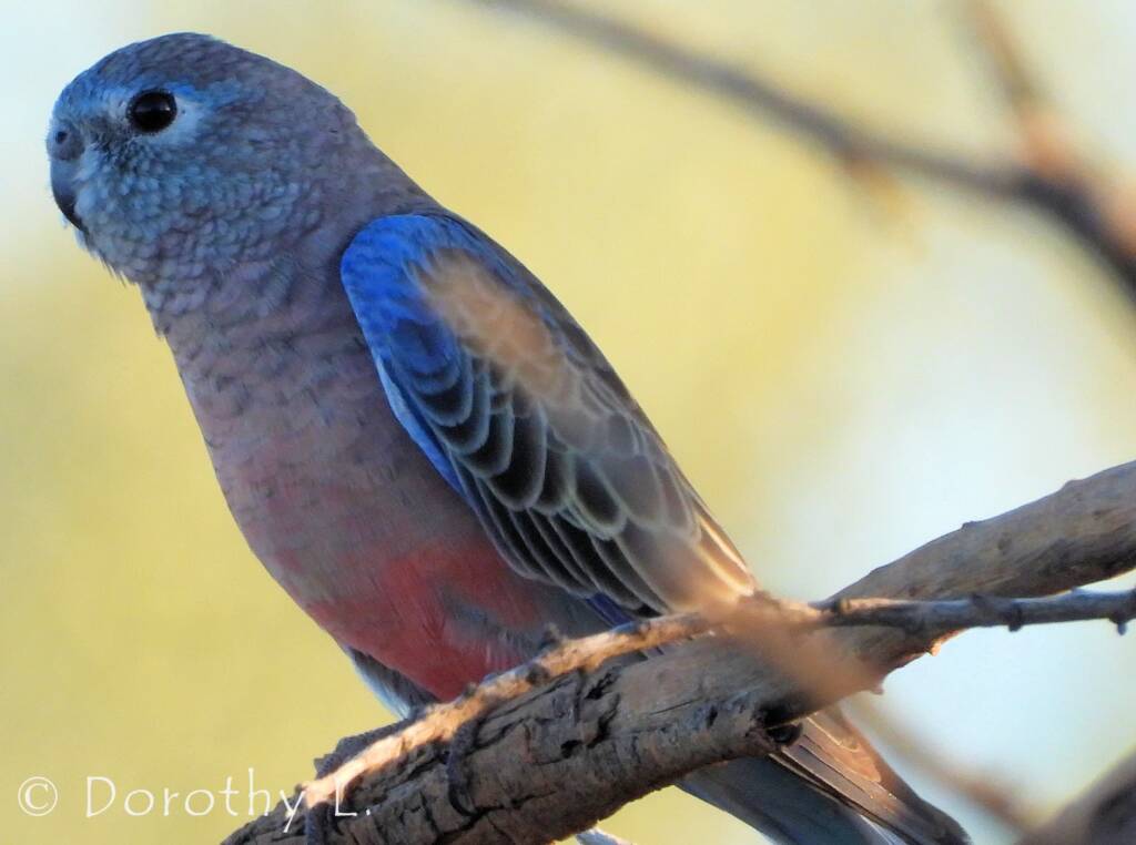 Bourke's Parrot (Neopsephotus bourkii)