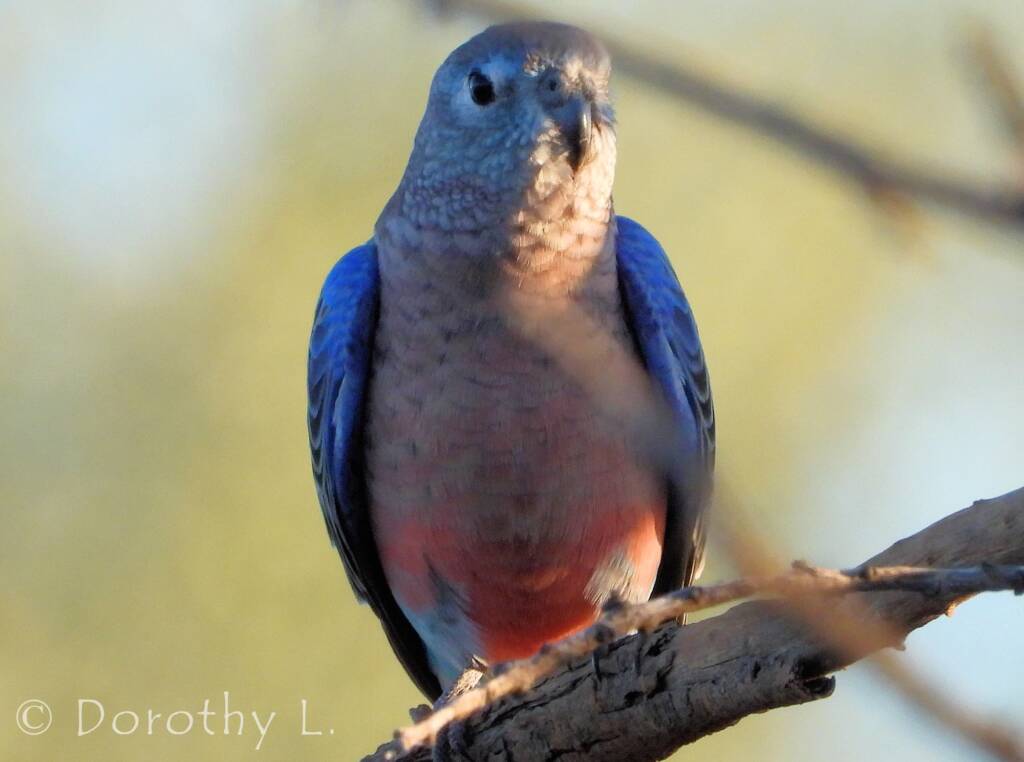 Bourke's Parrot (Neopsephotus bourkii)