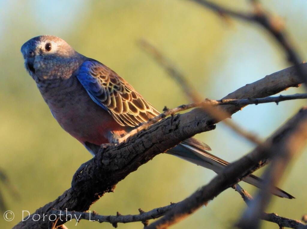 Bourke's Parrot (Neopsephotus bourkii)