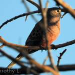 Bourke's Parrot (Neopsephotus bourkii)