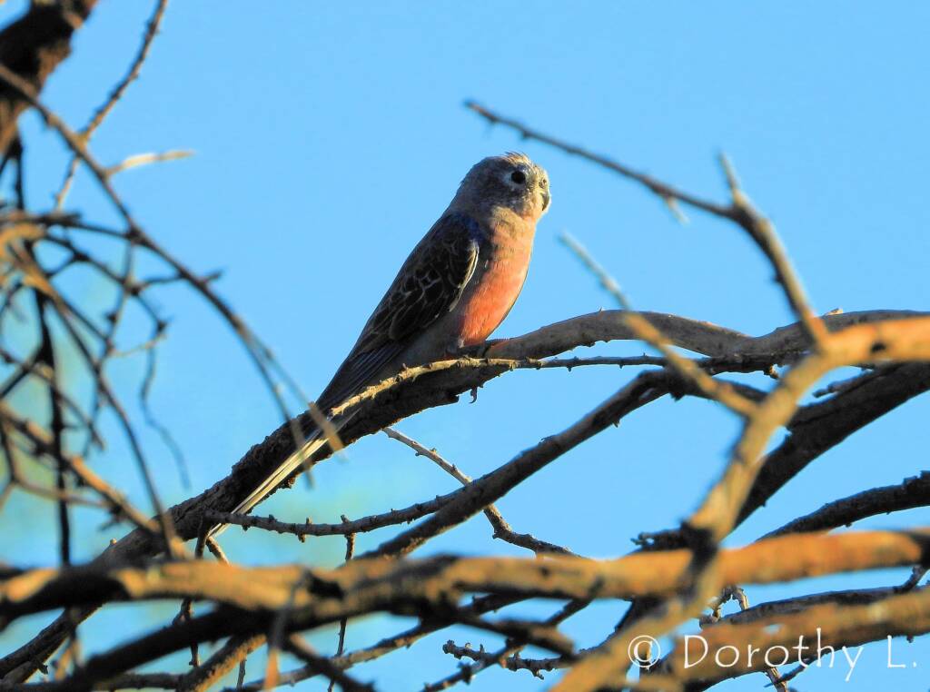 Bourke's Parrot (Neopsephotus bourkii), sunrise at Kunoth Bore, NT