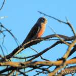 Bourke's Parrot (Neopsephotus bourkii), sunrise at Kunoth Bore, NT