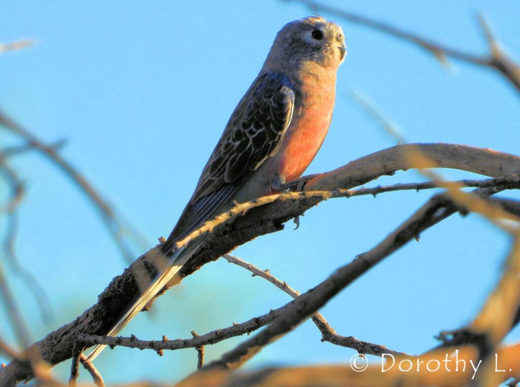 Bourke's Parrot (Neopsephotus bourkii), sunrise at Kunoth Bore, NT
