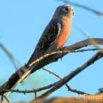 Bourke's Parrot (Neopsephotus bourkii), sunrise at Kunoth Bore, NT