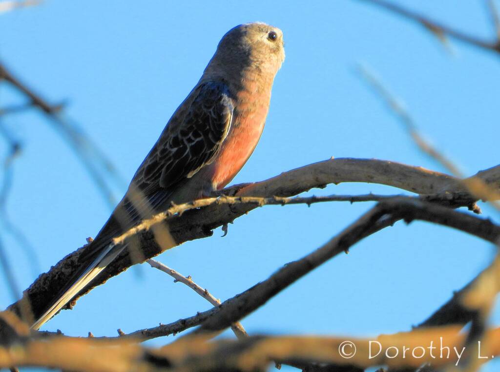 Bourke's Parrot (Neopsephotus bourkii), sunrise at Kunoth Bore, NT