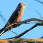 Bourke's Parrot (Neopsephotus bourkii), sunrise at Kunoth Bore, NT