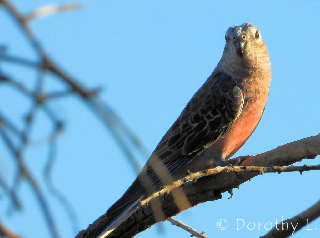 Bourke's Parrot (Neopsephotus bourkii), sunrise at Kunoth Bore, NT