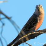 Bourke's Parrot (Neopsephotus bourkii), sunrise at Kunoth Bore, NT