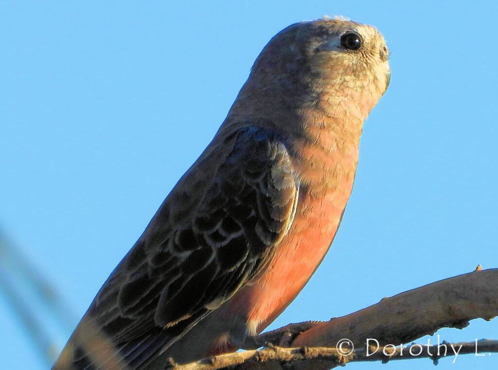 Bourke's Parrot (Neopsephotus bourkii), sunrise at Kunoth Bore, NT