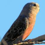 Bourke's Parrot (Neopsephotus bourkii), sunrise at Kunoth Bore, NT