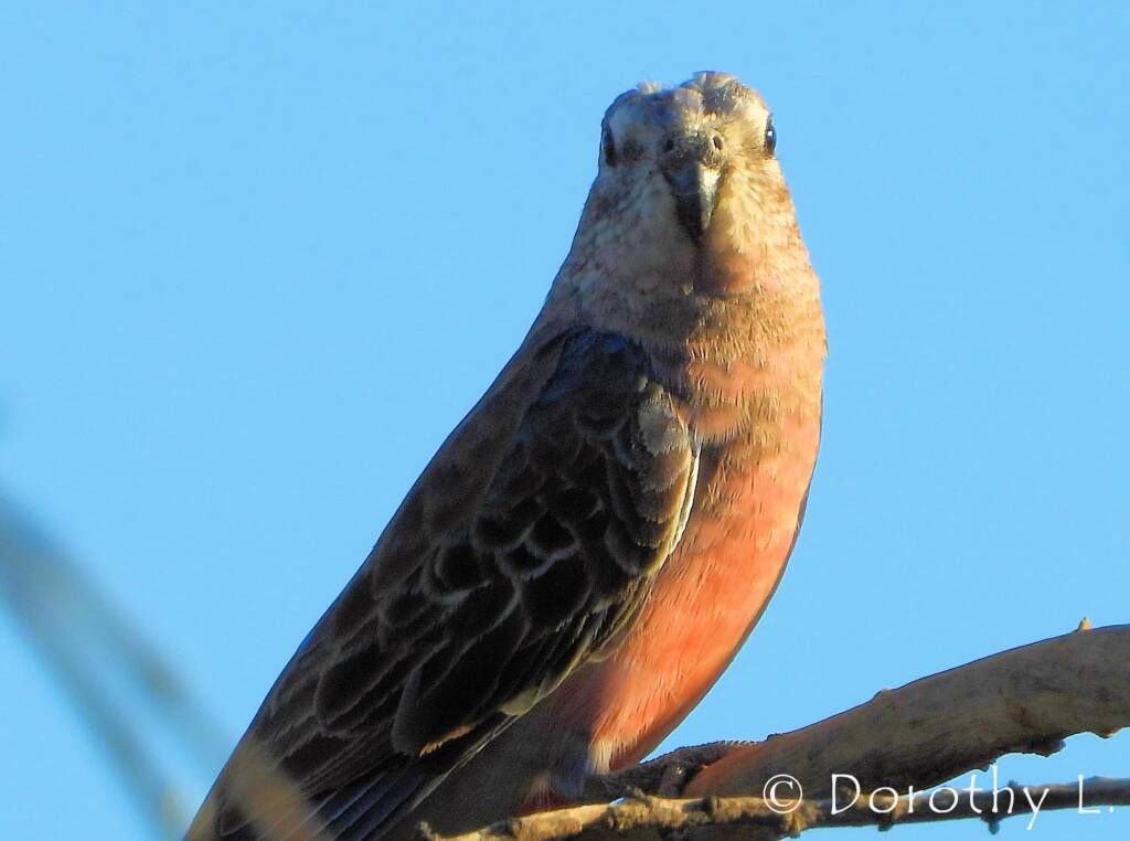 Bourke's Parrot (Neopsephotus bourkii), sunrise at Kunoth Bore, NT
