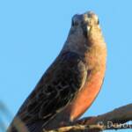 Bourke's Parrot (Neopsephotus bourkii), sunrise at Kunoth Bore, NT