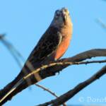 Bourke's Parrot (Neopsephotus bourkii), sunrise at Kunoth Bore, NT