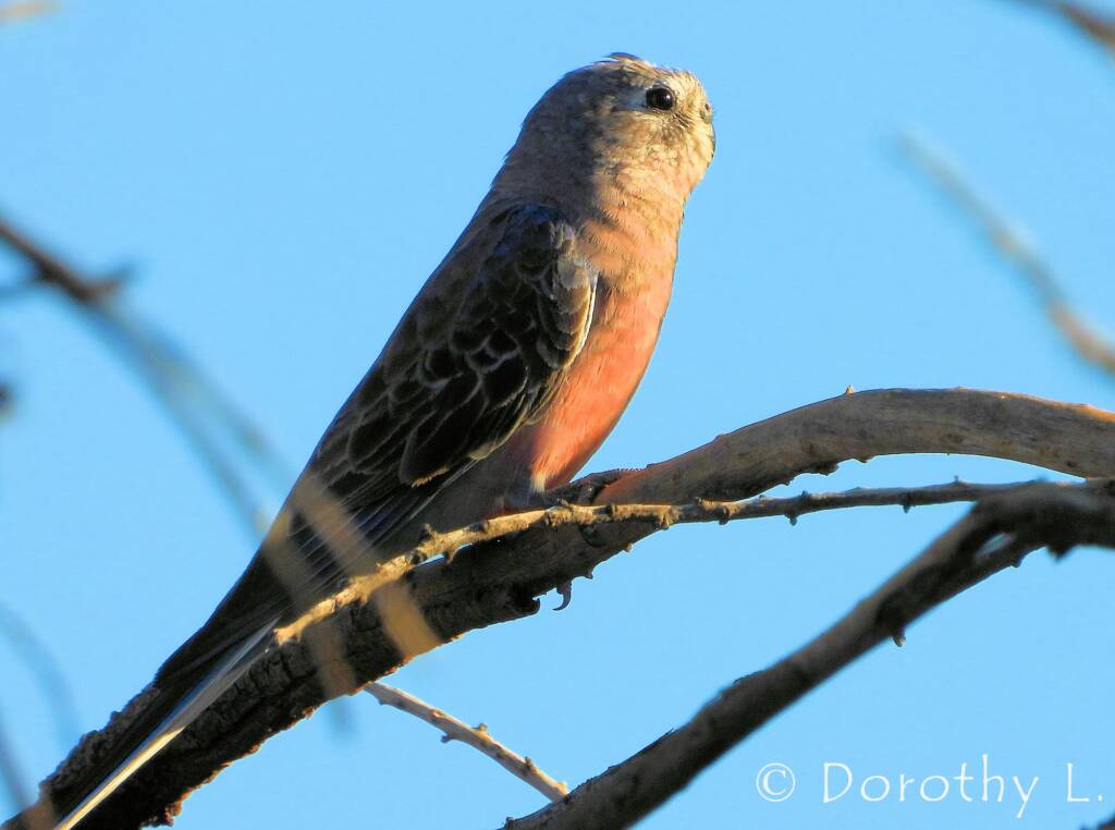 Bourke's Parrot (Neopsephotus bourkii), sunrise at Kunoth Bore, NT