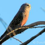 Bourke's Parrot (Neopsephotus bourkii), sunrise at Kunoth Bore, NT
