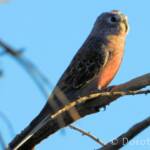 Bourke's Parrot (Neopsephotus bourkii), sunrise at Kunoth Bore, NT