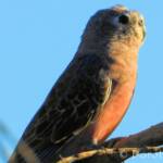 Bourke's Parrot (Neopsephotus bourkii), sunrise at Kunoth Bore, NT