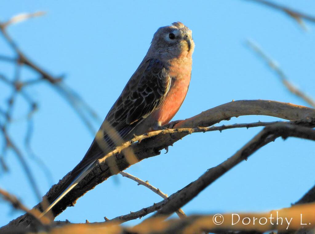 Bourke's Parrot (Neopsephotus bourkii), sunrise at Kunoth Bore, NT