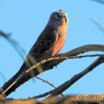 Bourke's Parrot (Neopsephotus bourkii), sunrise at Kunoth Bore, NT