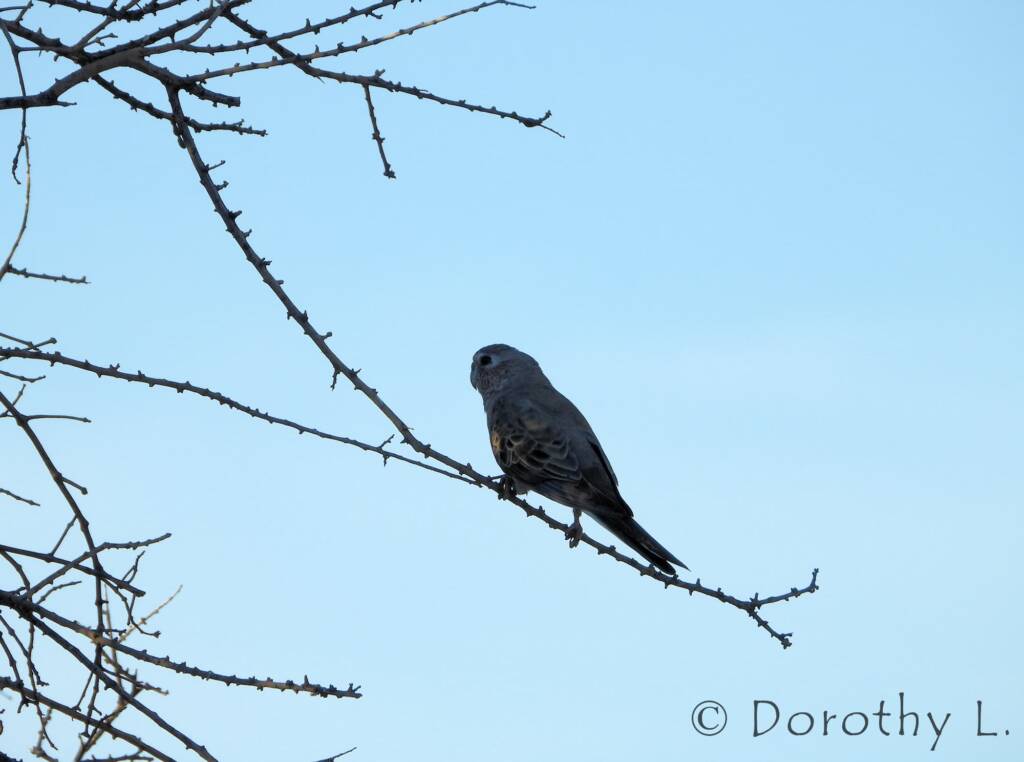 Bourke's Parrot (Neopsephotus bourkii), sunrise at Kunoth Bore, NT