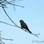 Bourke's Parrot (Neopsephotus bourkii), sunrise at Kunoth Bore, NT