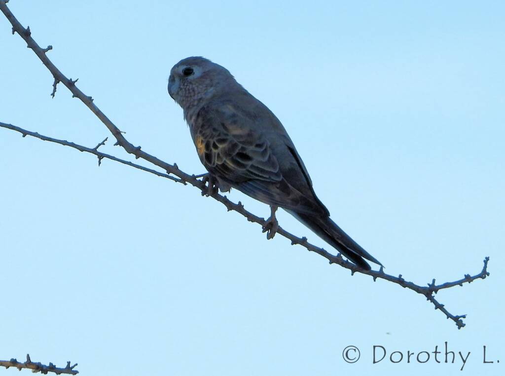 Bourke's Parrot (Neopsephotus bourkii), sunrise at Kunoth Bore, NT