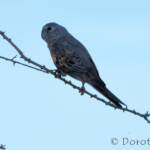 Bourke's Parrot (Neopsephotus bourkii), sunrise at Kunoth Bore, NT