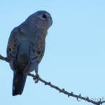 Bourke's Parrot (Neopsephotus bourkii), sunrise at Kunoth Bore, NT