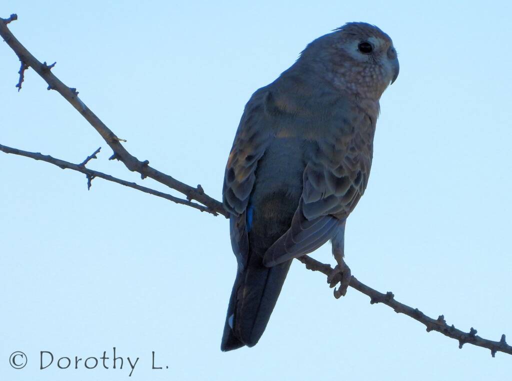 Bourke's Parrot (Neopsephotus bourkii), sunrise at Kunoth Bore, NT