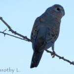 Bourke's Parrot (Neopsephotus bourkii), sunrise at Kunoth Bore, NT