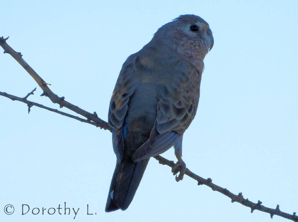 Bourke's Parrot (Neopsephotus bourkii), sunrise at Kunoth Bore, NT