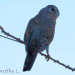 Bourke's Parrot (Neopsephotus bourkii), sunrise at Kunoth Bore, NT