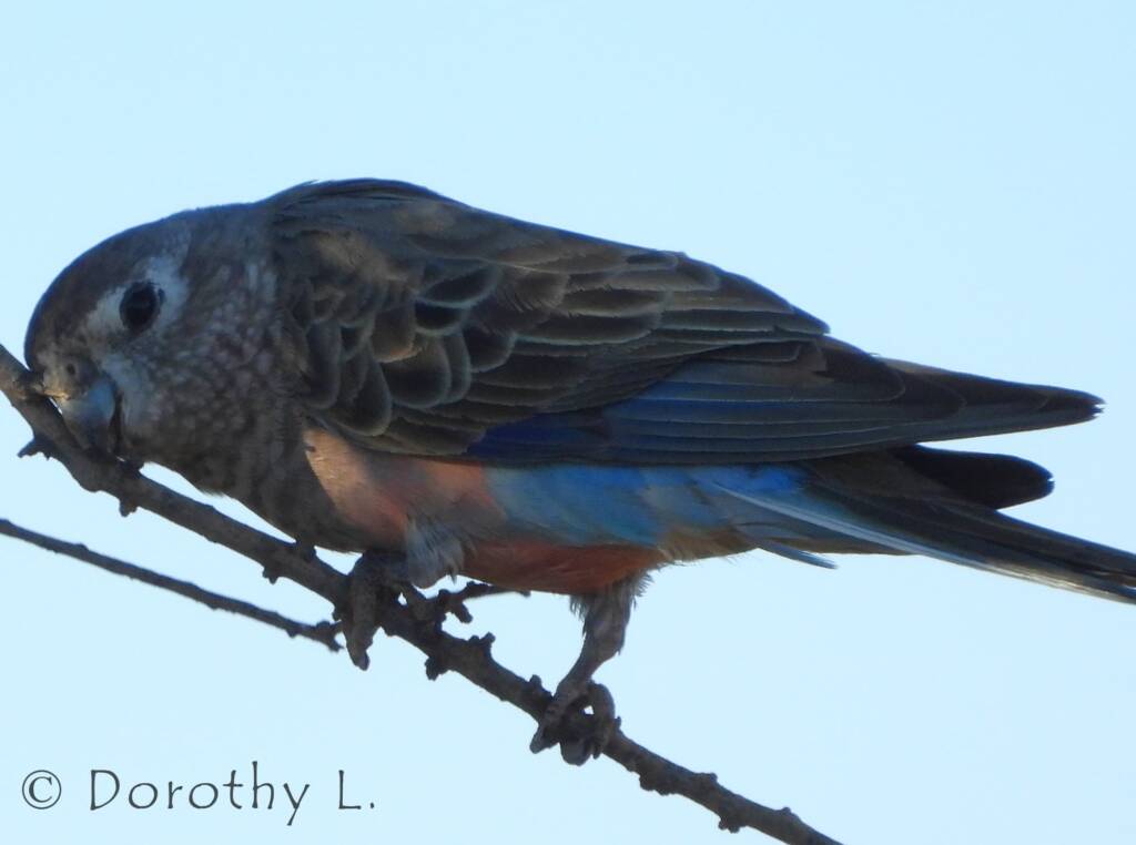 Bourke's Parrot (Neopsephotus bourkii), sunrise at Kunoth Bore, NT