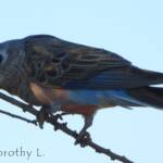 Bourke's Parrot (Neopsephotus bourkii), sunrise at Kunoth Bore, NT