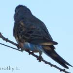 Bourke's Parrot (Neopsephotus bourkii), sunrise at Kunoth Bore, NT
